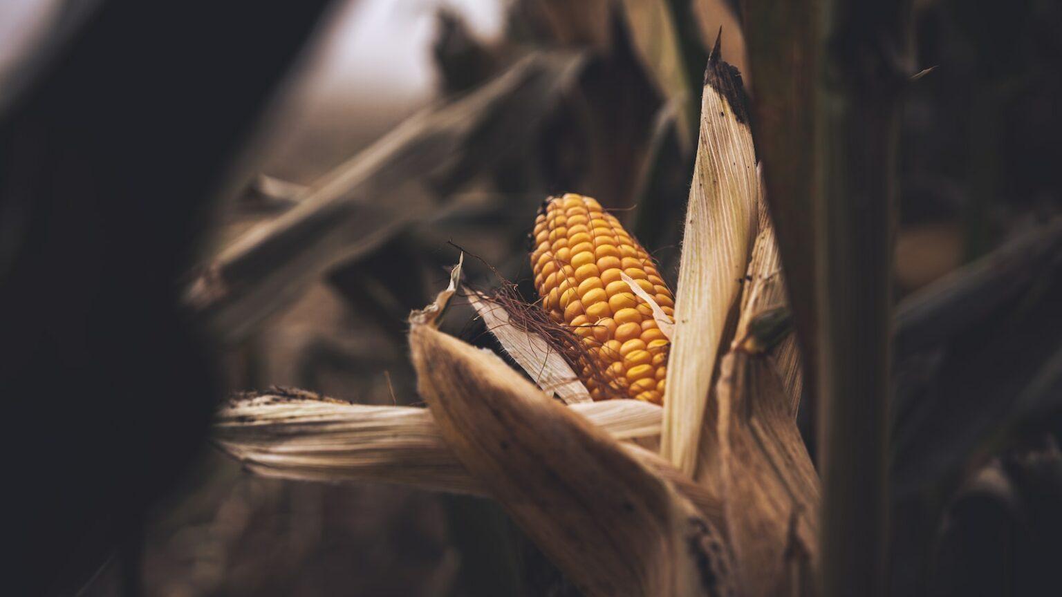 a close up of a corn cob in a field