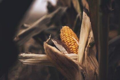 a close up of a corn cob in a field