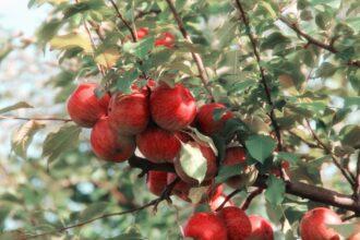 découvrez les bienfaits du vinaigre de cidre de pomme pour votre santé : amélioration de la digestion, régulation de la glycémie, soutien à la perte de poids et bien plus encore. apprenez comment intégrer cet élixir naturel dans votre quotidien!
