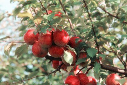 découvrez les bienfaits du vinaigre de cidre de pomme pour votre santé : amélioration de la digestion, régulation de la glycémie, soutien à la perte de poids et bien plus encore. apprenez comment intégrer cet élixir naturel dans votre quotidien!