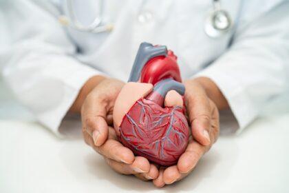 Cardiovascular disease CVD, Asian doctor holding human anatomy model for learn and treat heart
